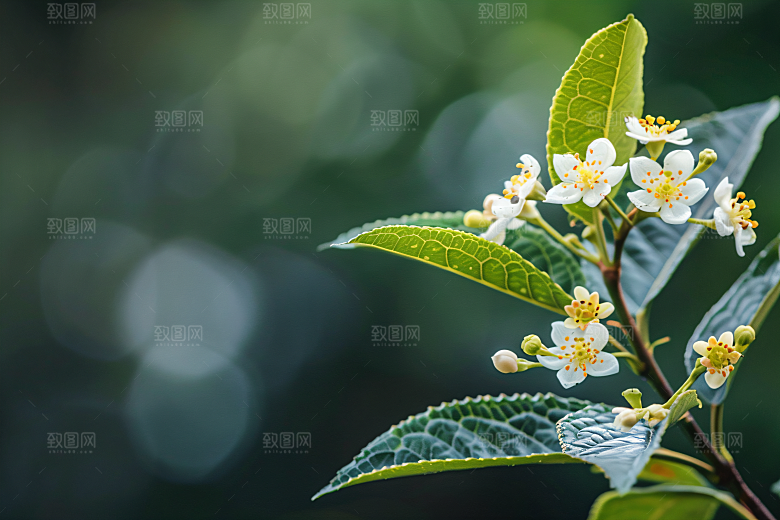 桂花秋季花卉摄影图
