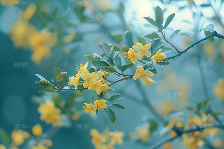 桂花花卉唯美摄影图