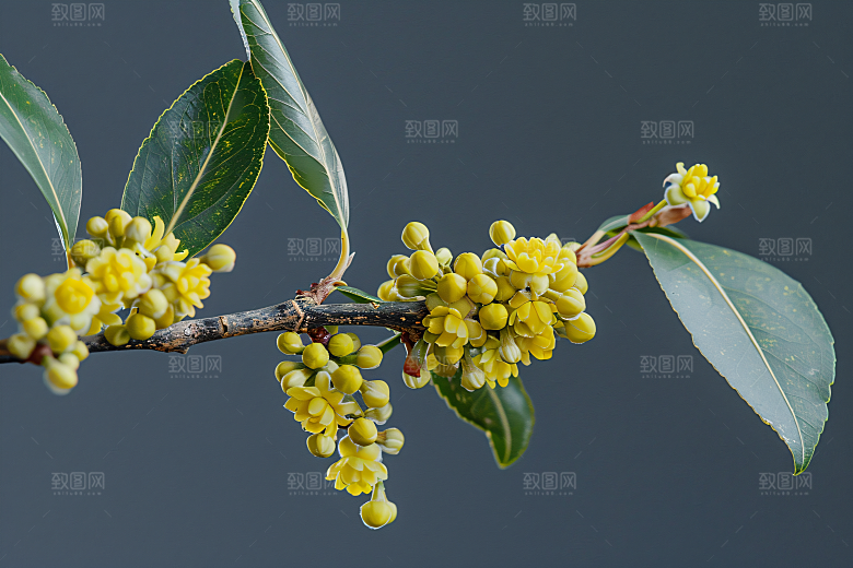 桂花芳香自然摄影图