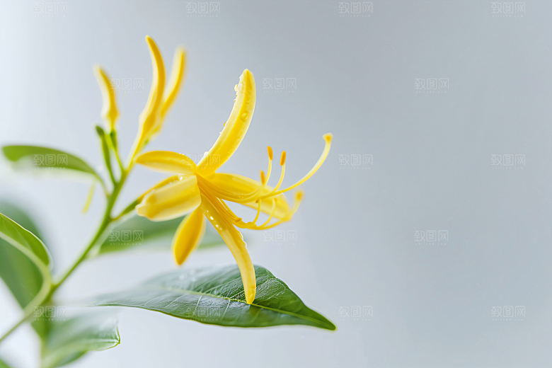 桂花花卉初秋摄影图