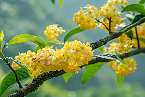 桂花四季桂芳香摄影图