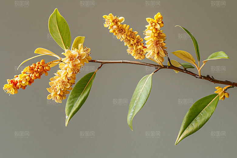 桂花清新花卉摄影图