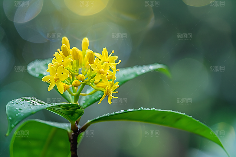 桂花唯美初秋摄影图