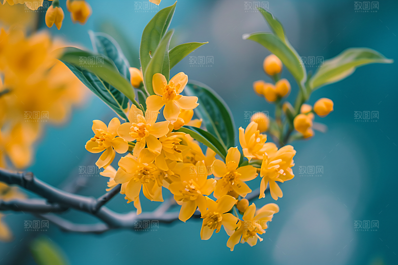 桂花秋季初秋摄影图