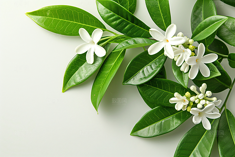 桂花自然四季桂摄影图