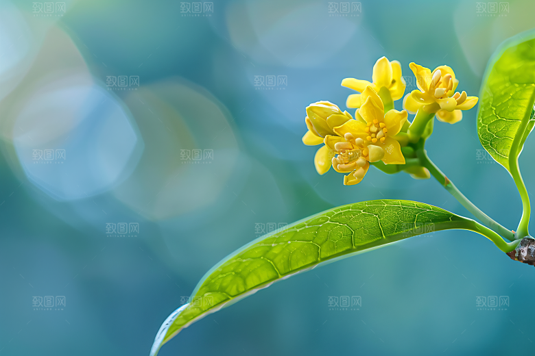 桂花高清植物摄影图