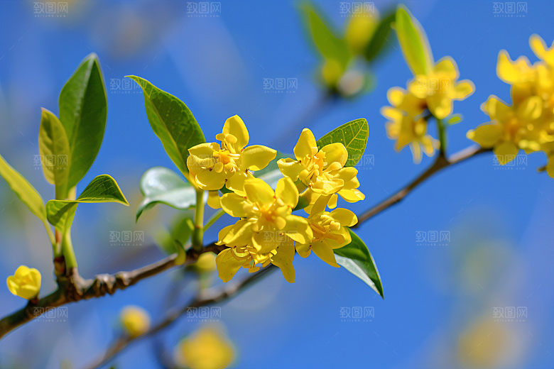 桂花花卉花朵摄影图