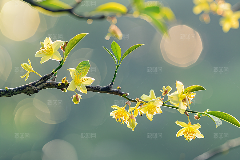 桂花秋季清新摄影图