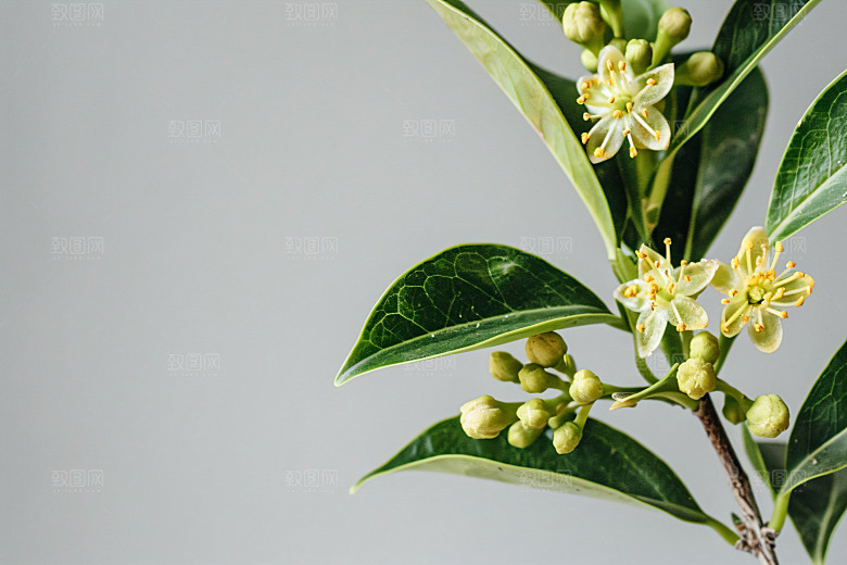 桂花唯美初秋摄影图