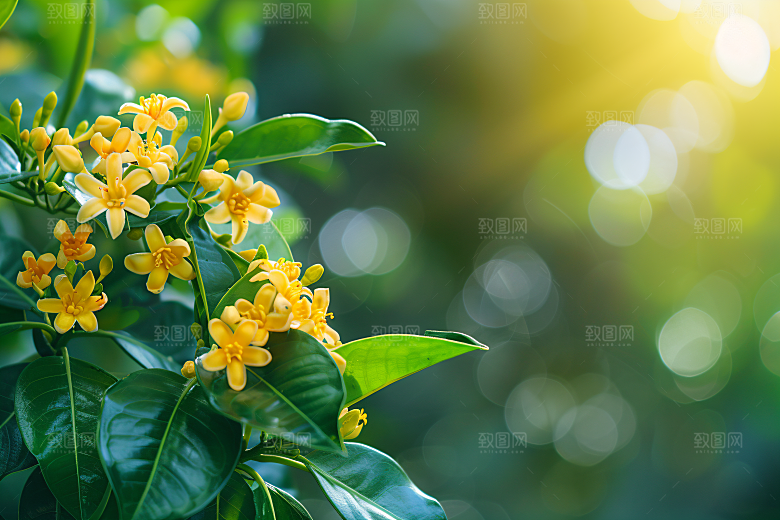 桂花四季桂花卉摄影图