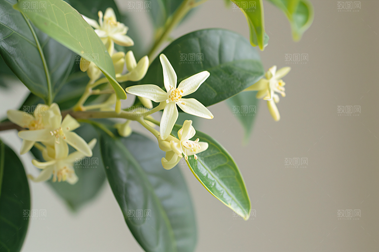 桂花树木初秋摄影图