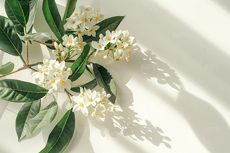 桂花植物芳香摄影图