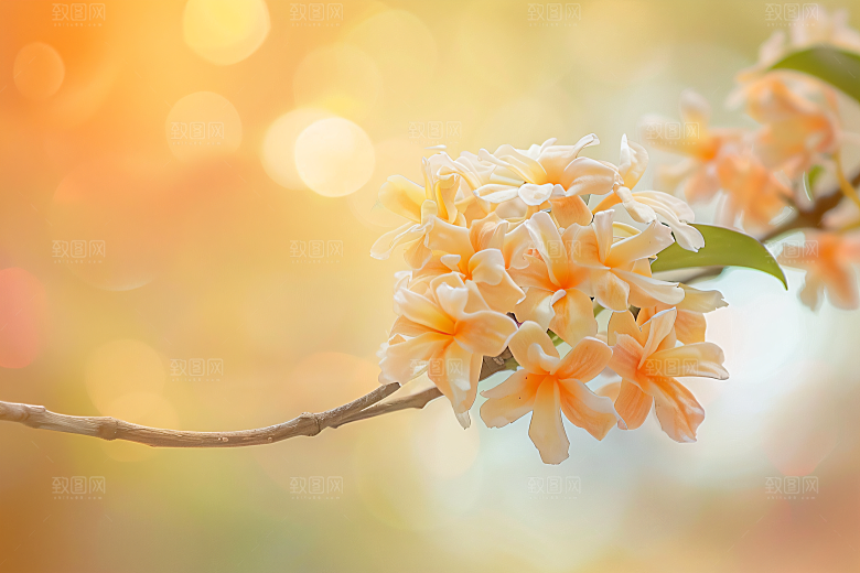 桂花高清自然摄影图