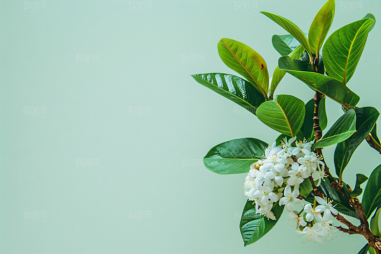 桂花花卉清新摄影图