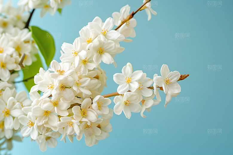 桂花高清初秋摄影图