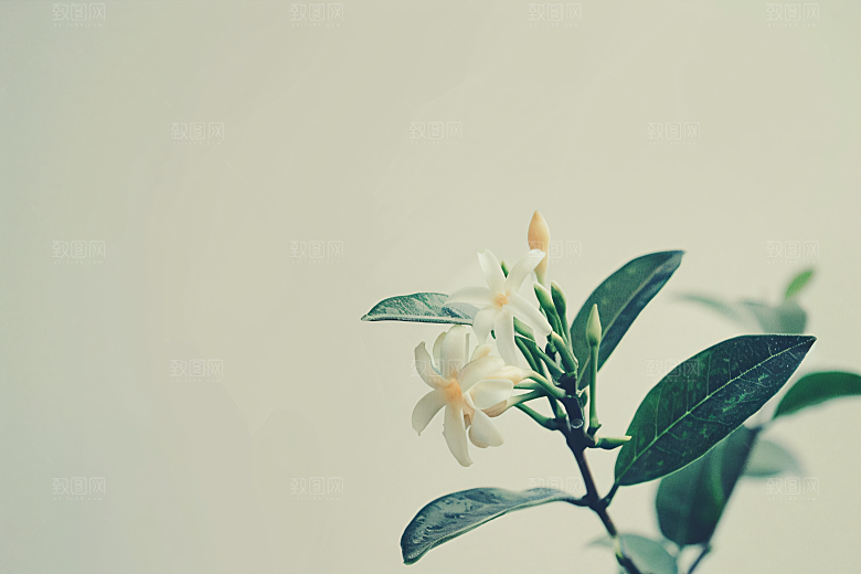 桂花初秋花卉摄影图