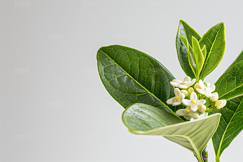 桂花芬芳高清摄影图