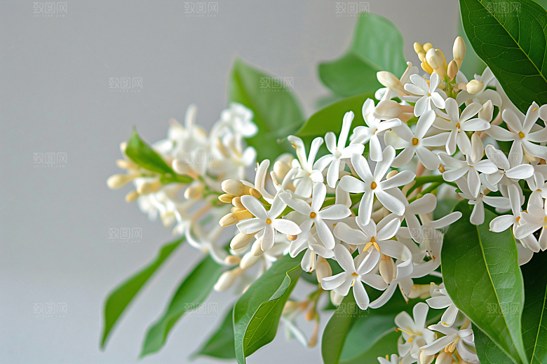 桂花金桂花卉摄影图