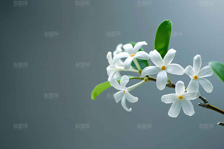 桂花初秋秋季摄影图