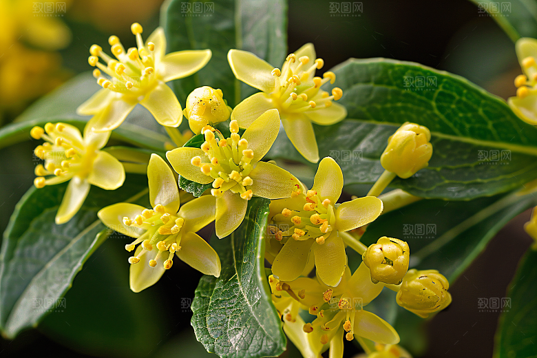 桂花金桂花卉摄影图