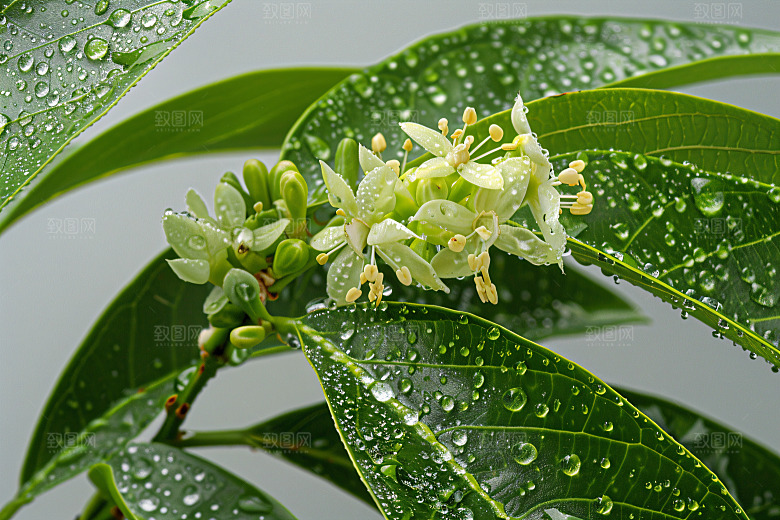 桂花清新芳香摄影图