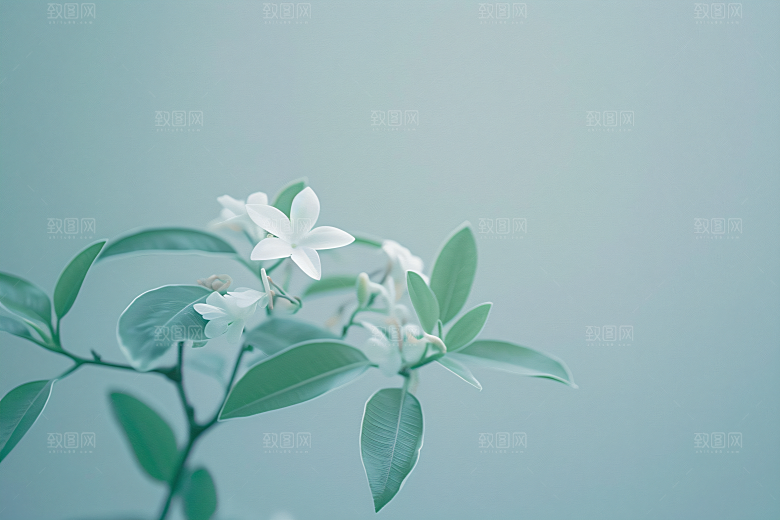 桂花初秋清新摄影图