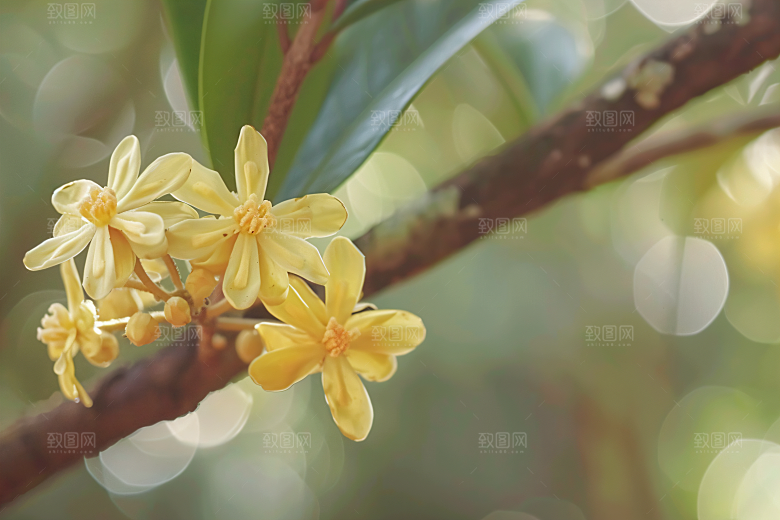 桂花唯美初秋摄影图