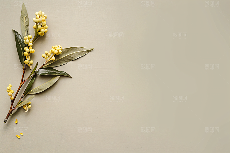桂花清新高清摄影图