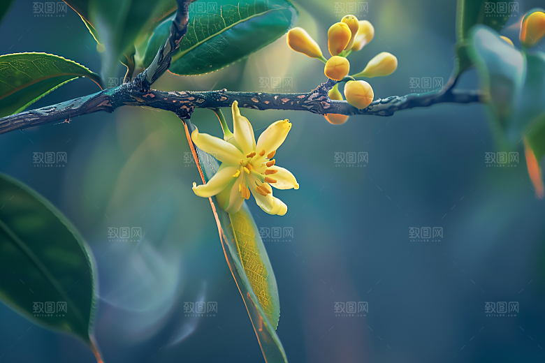 桂花自然芳香摄影图