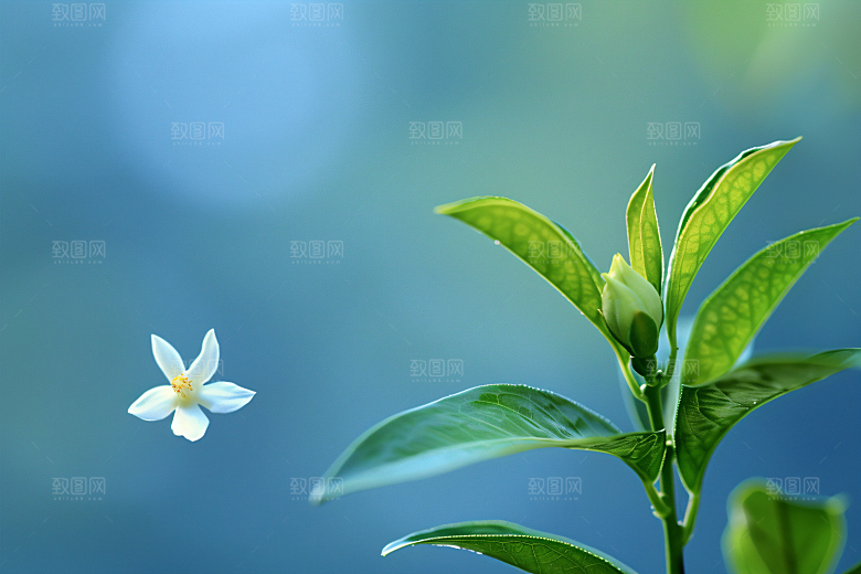 桂花初秋唯美摄影图