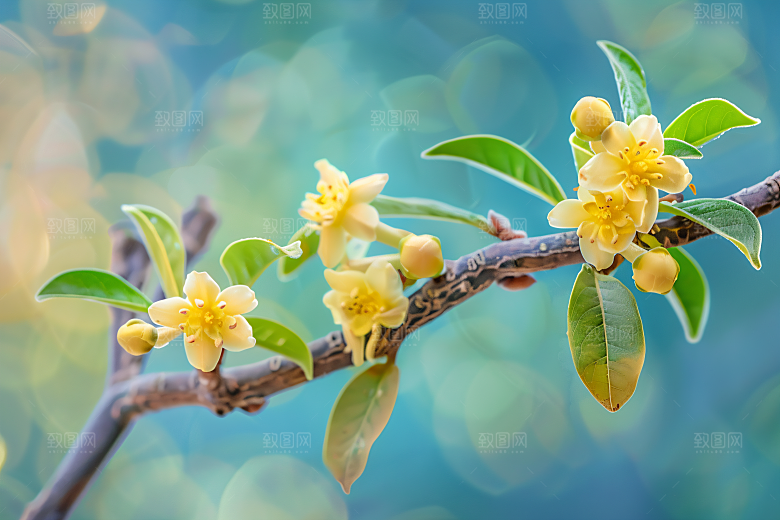 桂花芳香花卉摄影图