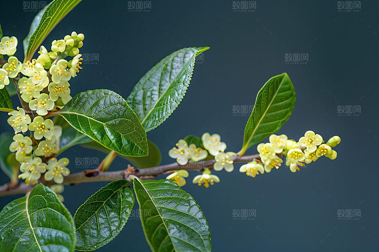 桂花四季桂花朵摄影图