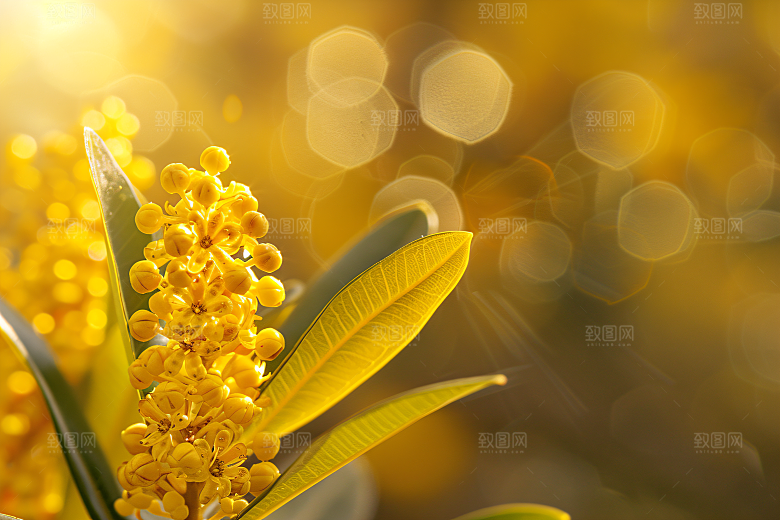 桂花初秋高清摄影图