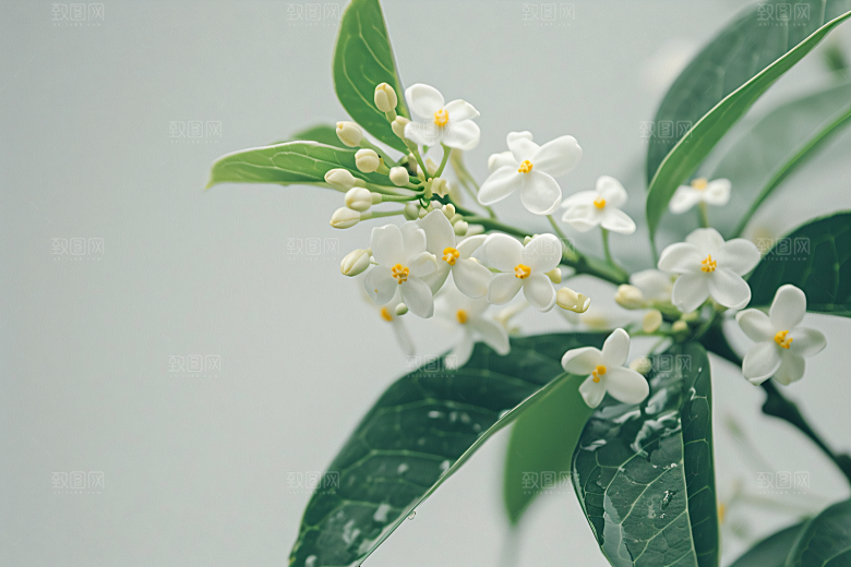 桂花四季桂初秋摄影图