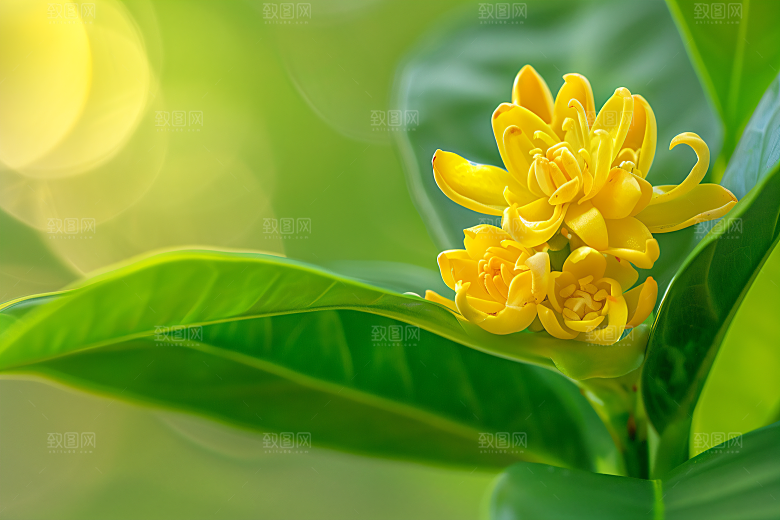 桂花金桂初秋摄影图
