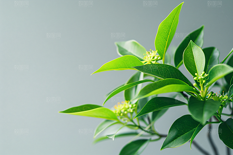 桂花唯美自然摄影图