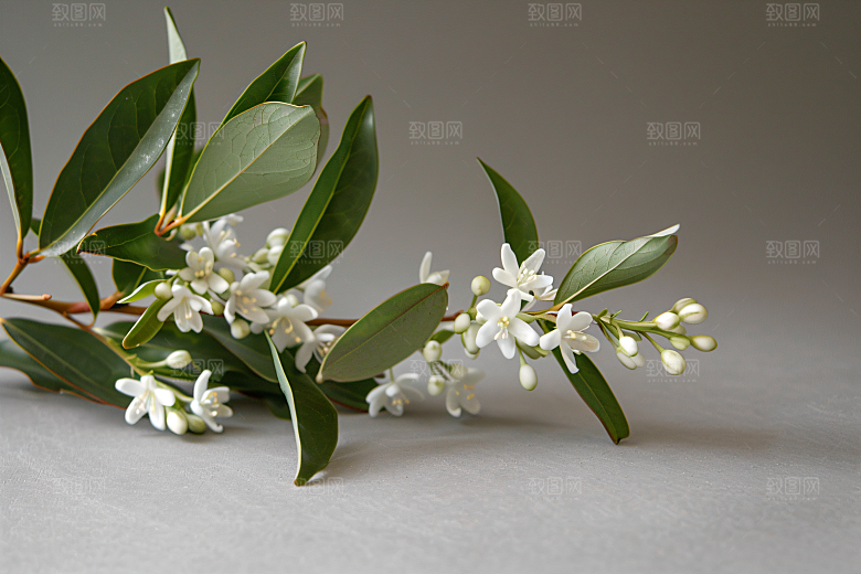 桂花自然芬芳摄影图