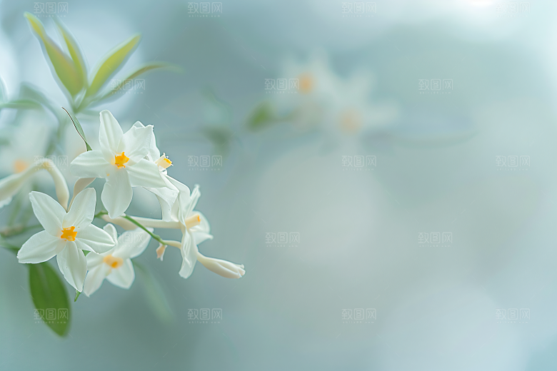 桂花树木自然摄影图