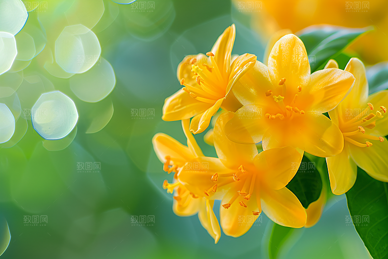 桂花高清自然摄影图