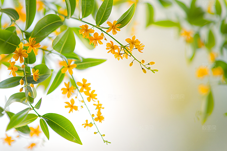 桂花树木植物摄影图