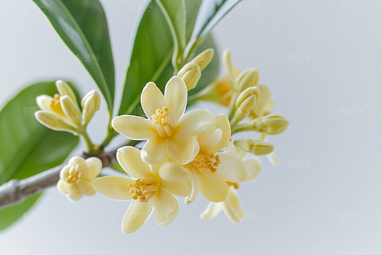 桂花高清芳香摄影图