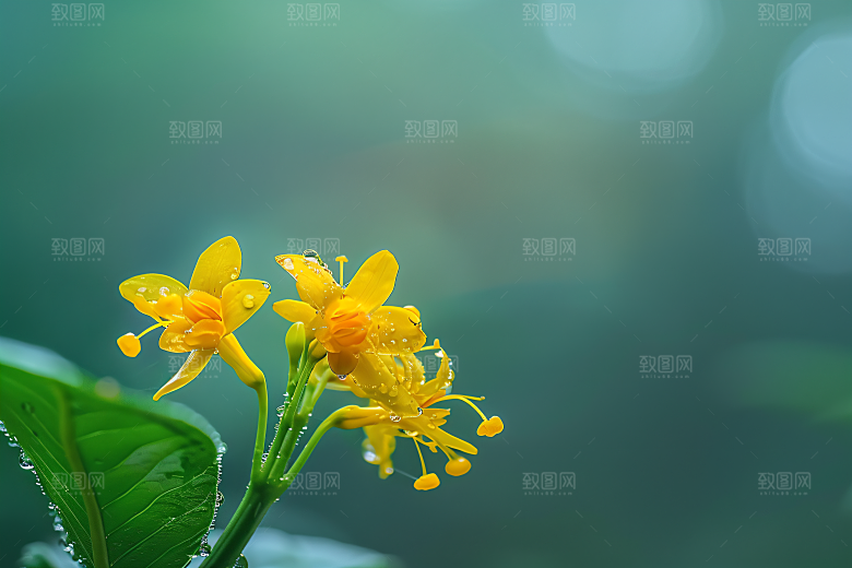桂花花朵金桂摄影图