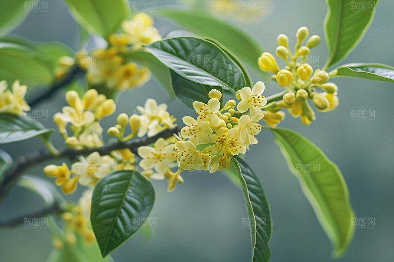 桂花芬芳高清摄影图
