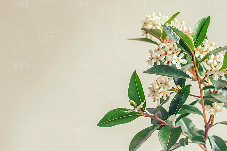 桂花芬芳高清摄影图