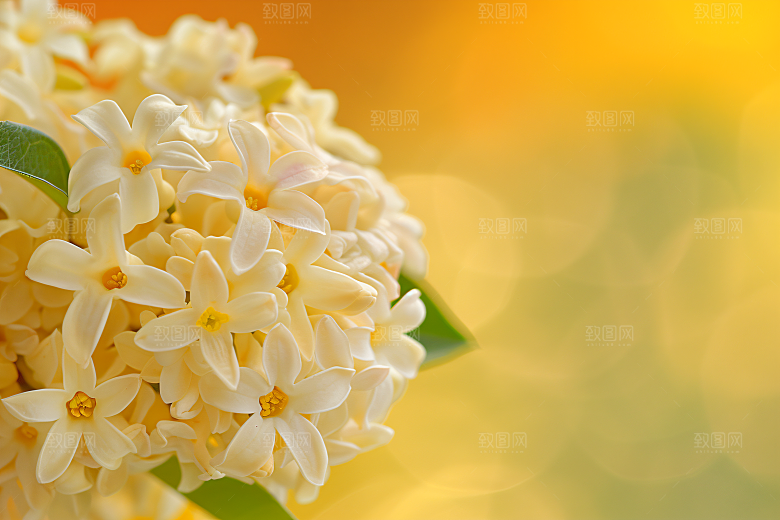 桂花芬芳树木摄影图