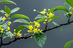 桂花植物花朵摄影图