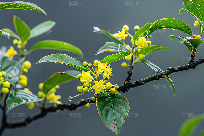 桂花植物花朵摄影图