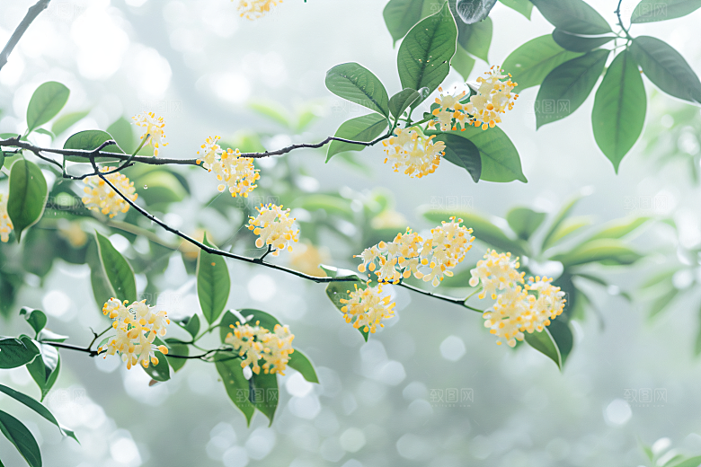 桂花花朵初秋摄影图
