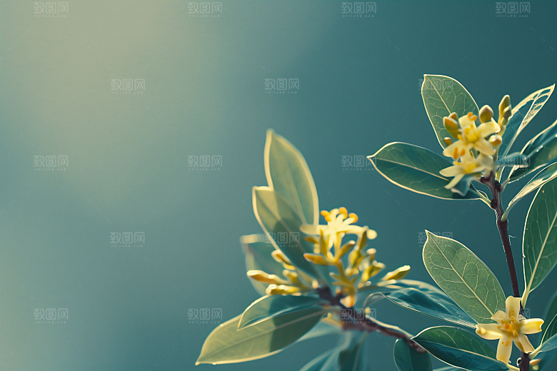 桂花花朵芬芳摄影图