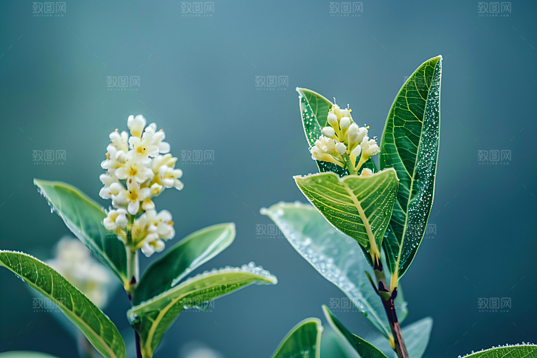桂花自然初秋摄影图